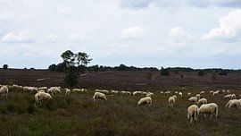 A flock of sheep on the purple heather