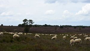 Eine Schafherde auf der violetten Heide
