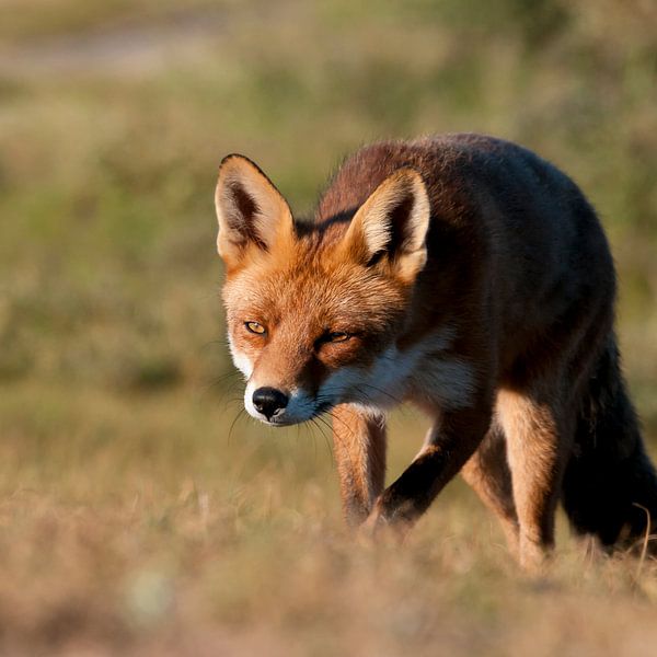 Hunting fox by Fotografie Egmond