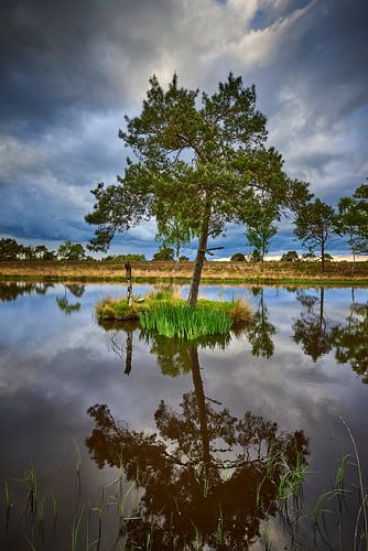 Reflection in a fen on the Noorderheide by Jenco van Zalk