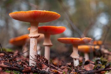 Mushrooms in the forest (0177) by Reezyard