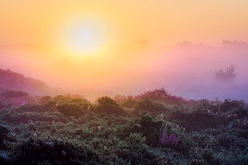 Sunrise with mist over heather landscape