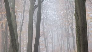 Pulvérisation dans la hêtraie