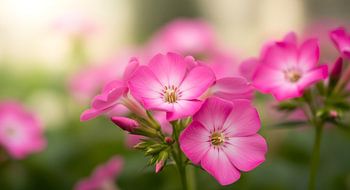 Vibrant Pink Phlox Flowers Macro Close-Up