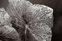 Hortensia