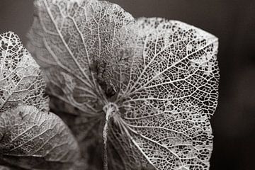 Hortensia sur Astrid Bregman