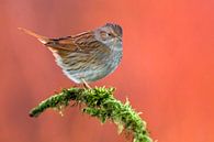 Heckenbraunelle (Prunella modularis) von AGAMI Photo Agency Miniaturansicht