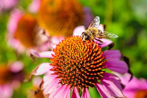 Bourdon sur Echinacea