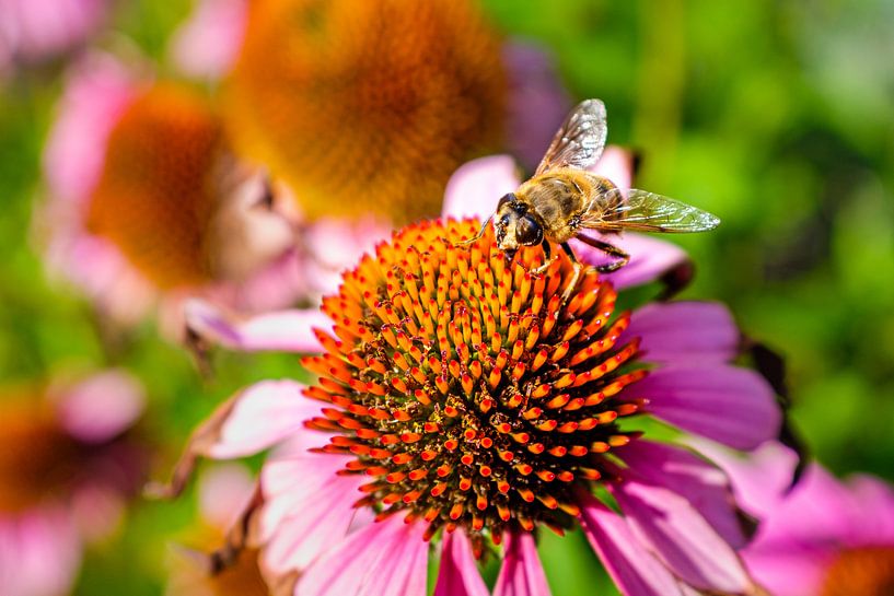 Hommel op Rode Zonnehoed bloem van Johan Vanbockryck