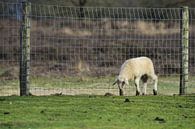 Lamb alone in the meadow by Gerard de Zwaan thumbnail