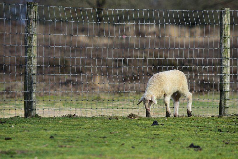 Lamb alone in the meadow by Gerard de Zwaan