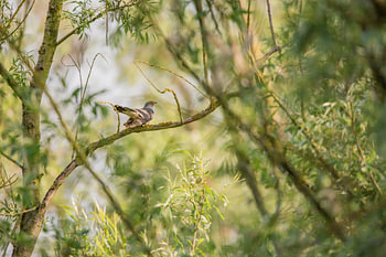 A cuckoo calling in a willow grove