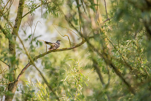 A cuckoo calling in a willow grove