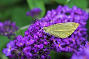 Avalanche violette
