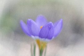Lila Krokus mit Rauschen von Guido Rooseleer