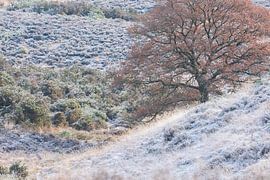 Mattierte Posbank von Danny Slijfer Natuurfotografie