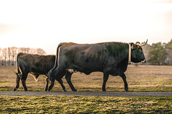 Vader en jonge tauros in de maashorst