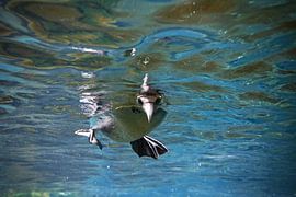 Kiekeboe von Stip Fotografie