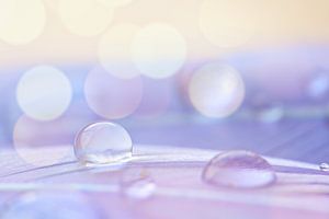 Waterdruppel op een veertje met bokeh achtergrond