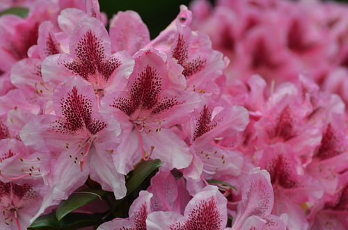 Rododendron
