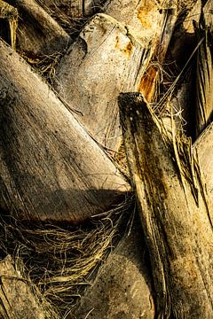 Abstract palm trunk by Dieter Walther