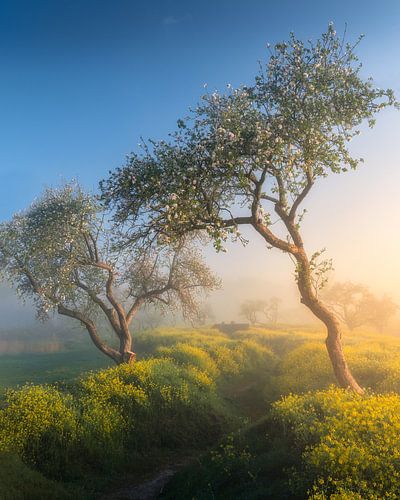 Quand le bleu et le jaune se rencontrent