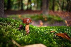 Gros plan d'un petit champignon brun