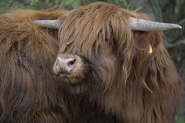 Highlander écossais "Le Roi" sur Truckpowerr