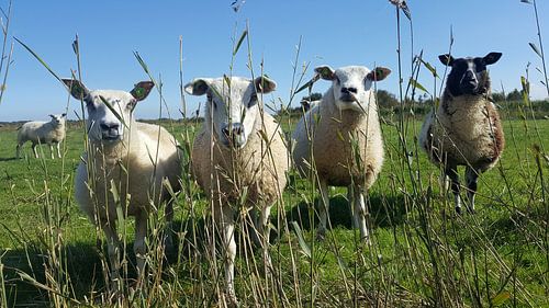 Schapen in het weiland sur Patricia Leidekker