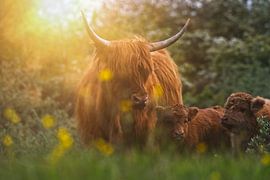 'Hello, is it me you're looking for?' - Scottish Highlanders by AudFocus - Audrey van der Hoorn