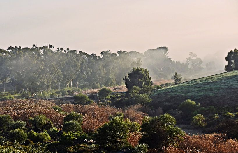 Eucalyptus trees and bushes at sunrise by Werner Lehmann