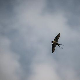 Eine fliegende Schwalbe von Kristian Oosterveen