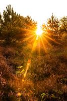 Rayons de soleil à travers les conifères | Posbank | Veluwezoom | Rheden | Gelderland