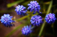 Lente: blauwe druifjes von Jan van der Knaap Miniaturansicht
