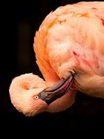 Flamant
