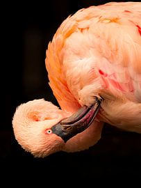 Flamingo by Robbin Metz
