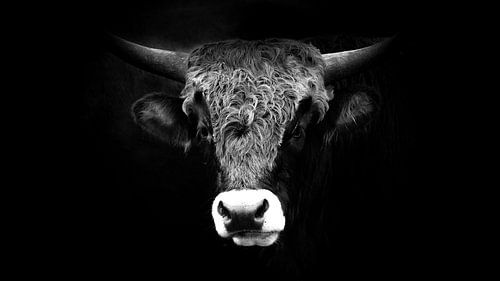 De Kracht van de Tauros: Stilistisch Contrast