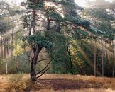 Dennenboom met stralenkrans door de oochtendzon | Utrechtse Heuvelrug van Sjaak den Breeje thumbnail