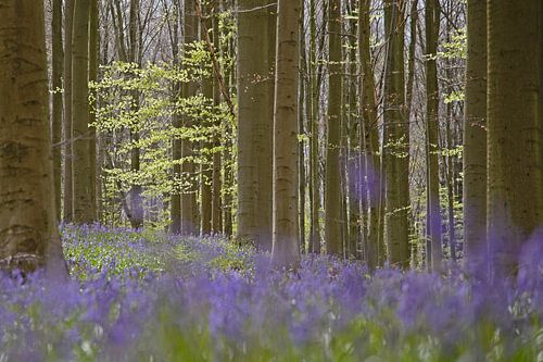Wilde hyacinten in het Hallerbos
