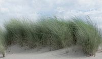1182 Swaying dune grass van Adrien Hendrickx thumbnail