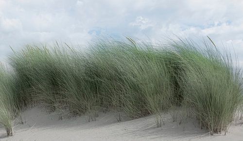 1182 Swaying dune grass