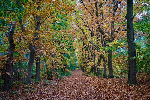 Herfstkleuren in het bos