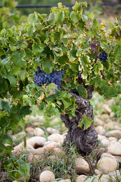 Wein in Frankreich: Chateauneuf du Pape von Kees van Dun