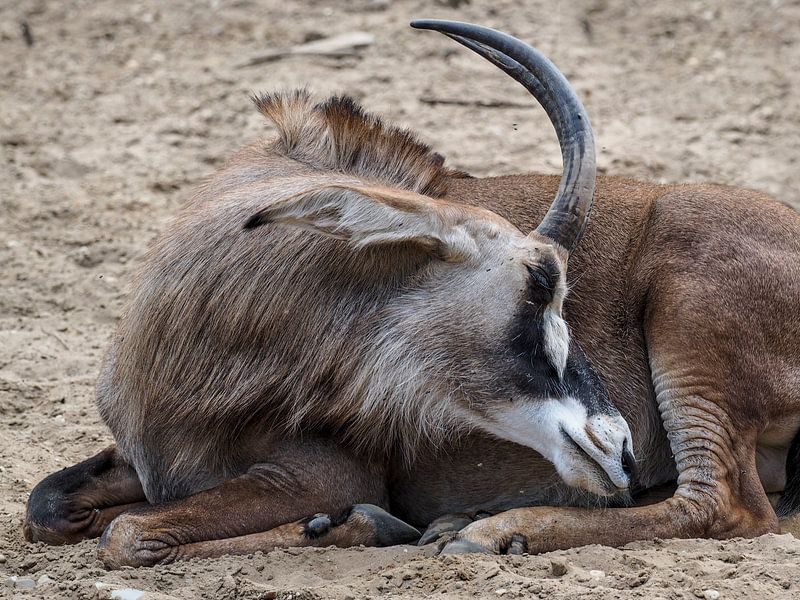 Roan antelope, also known as horse antelope or bastard chamois buck : Royal Burgers' Zoo by Loek Lobel
