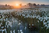 Bog avec cricket par Joep de Groot Aperçu