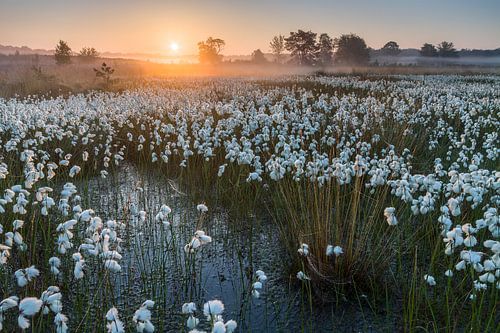 Bog with cricket by Joep de Groot