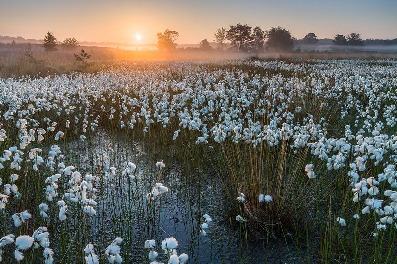 Bog avec cricket par Joep de Groot