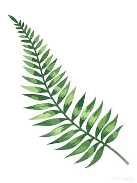 Tijdloze flora: varen in het wit