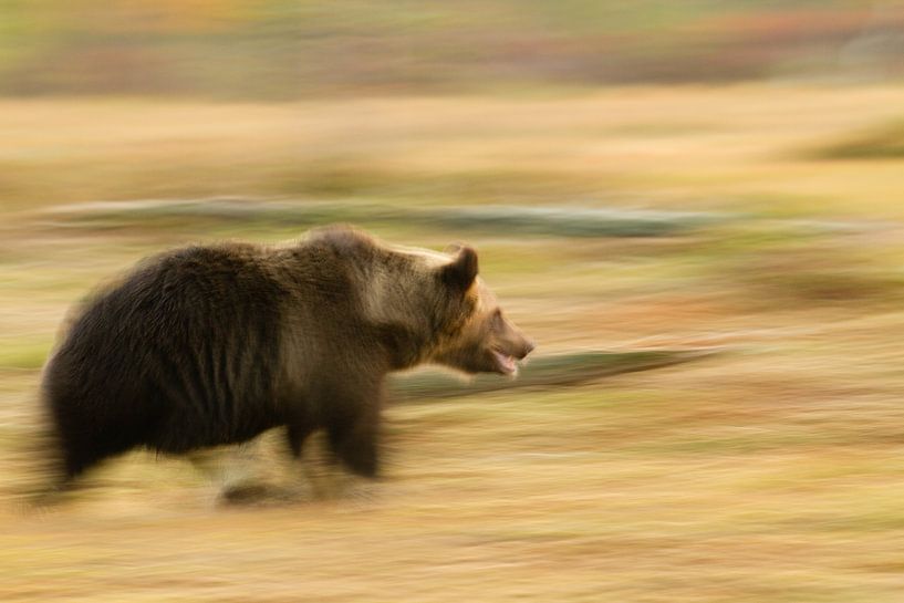 Running bear by Sam Mannaerts
