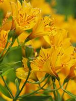 Alstroemeria (oder Inka-Lilie)